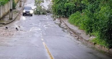Após queda de árvore no KM 17, Prefeitura realiza limpeza emergencial na via  