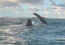 Baleias-jubarte reaparecem no mar de Itapuã e emocionam praticantes de canoa havaiana  