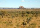 MPF instaura procedimento nacional para combater desmatamento no Cerrado