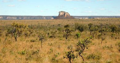 MPF instaura procedimento nacional para combater desmatamento no Cerrado