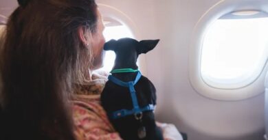STF invalida lei do Rio que garantia transporte gratuito de animais de apoio emocional e serviço em aviões
