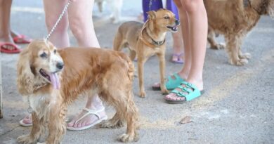 MPF apura venda de incineração como cremação de pets, em Salvador