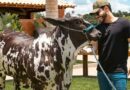 Murilo Huff fala sobre investimento no agro após ser acusado de usar herança do filho para comprar gado