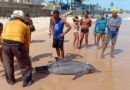 Golfinho é encontrado morto na praia de Itapuã, na região de Placafor  