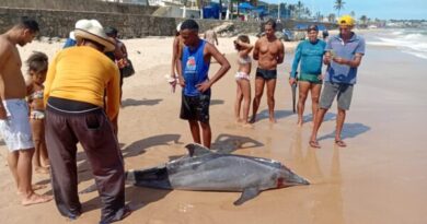 Golfinho é encontrado morto na praia de Itapuã, na região de Placafor  