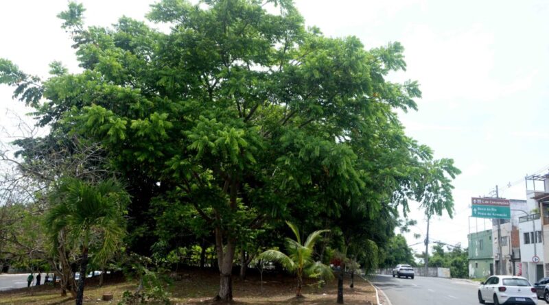 Com investimentos em áreas verdes, Prefeitura transforma ruas e avenidas em locais mais arborizados em Salvador