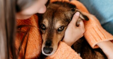 Bahia ocupa a 4ª colocação em número de inquéritos por maus-tratos contra animais, aponta Escavador