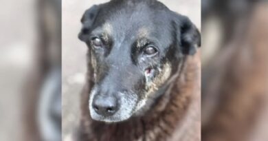 Forças-tarefa concluem diligências sobre morte de cachorro Orelha no litoral de Santa Catarina