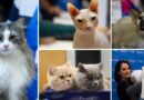 Exposição internacional reúne 130 gatos de diferentes raças em Salvador