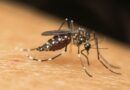  MP-BA recomenda medidas para combate à dengue, zika e chikungunya em Alagoinhas após aumento de casos
