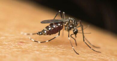  MP-BA recomenda medidas para combate à dengue, zika e chikungunya em Alagoinhas após aumento de casos