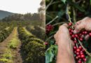 Caravana do Garimpo promove imersão sensorial no universo dos cafés especiais na Chapada Diamantina