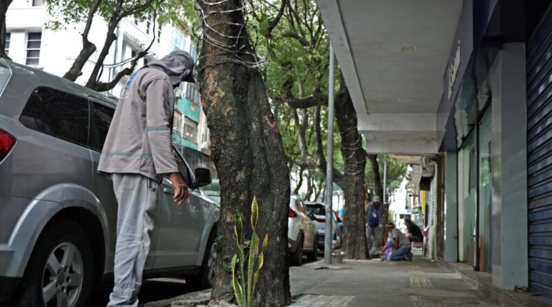 Programa de Proteção e Desobstrução de Canteiros Arbóreos