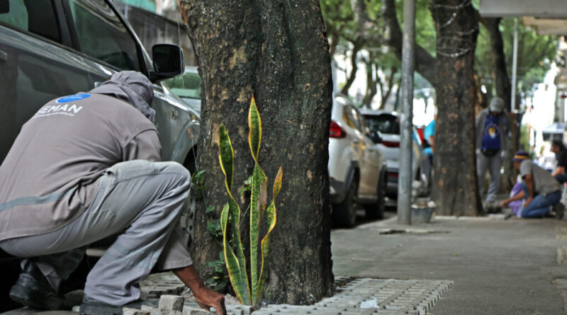 Prefeitura inicia programa de recuperação de canteiros arbóreos com serviços na Rua Portugal, no Comércio