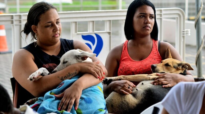 Prefeitura de Salvador já realizou 14 mil castrações gratuitas de cães e gatos em 2026